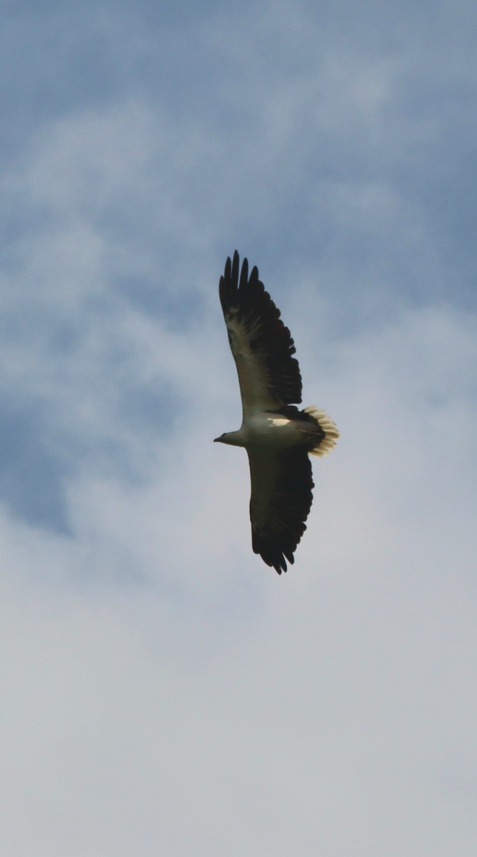 White-bellied Sea-Eagle - ML639551097