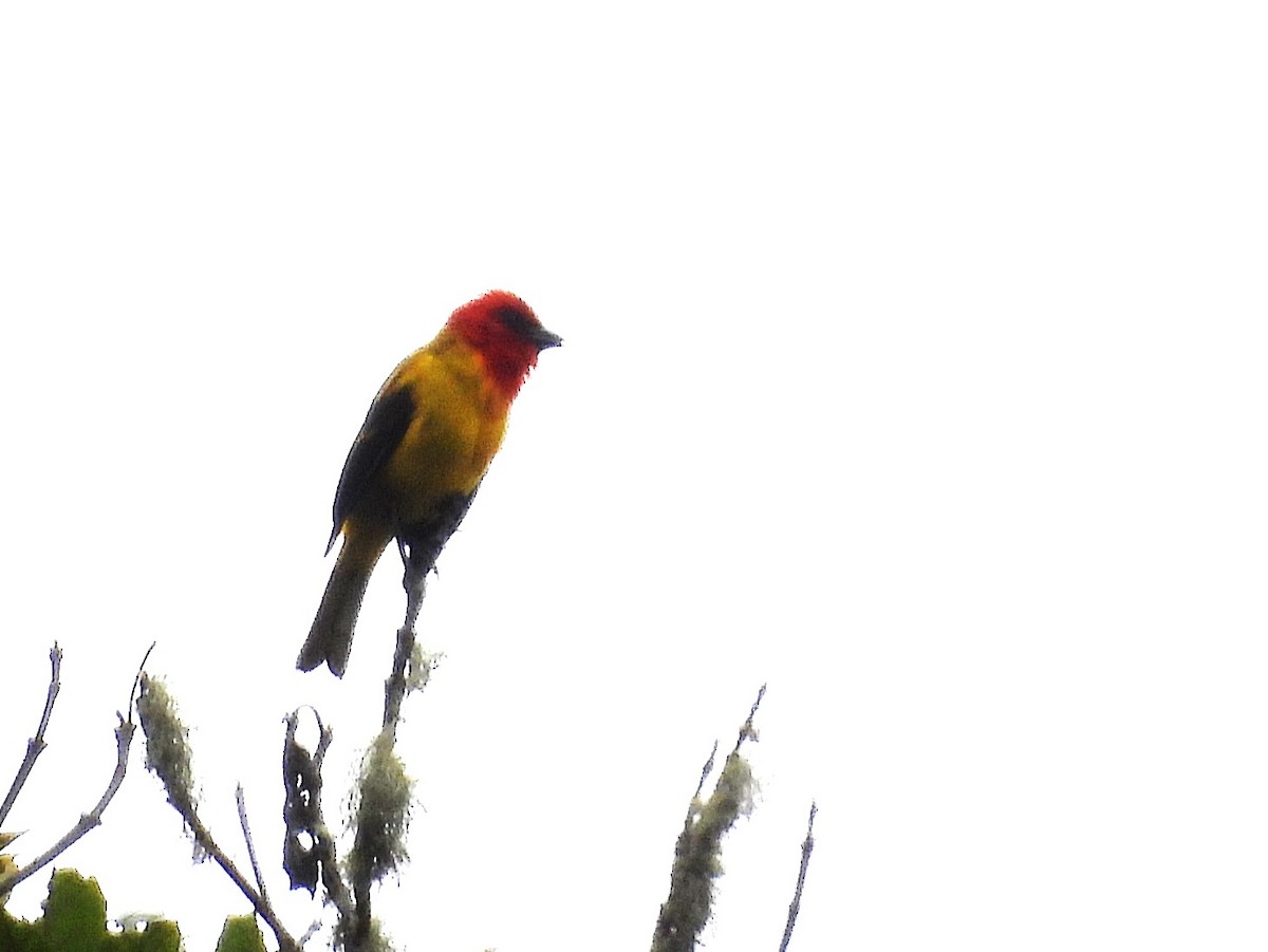 Red-hooded Tanager - ML639551147