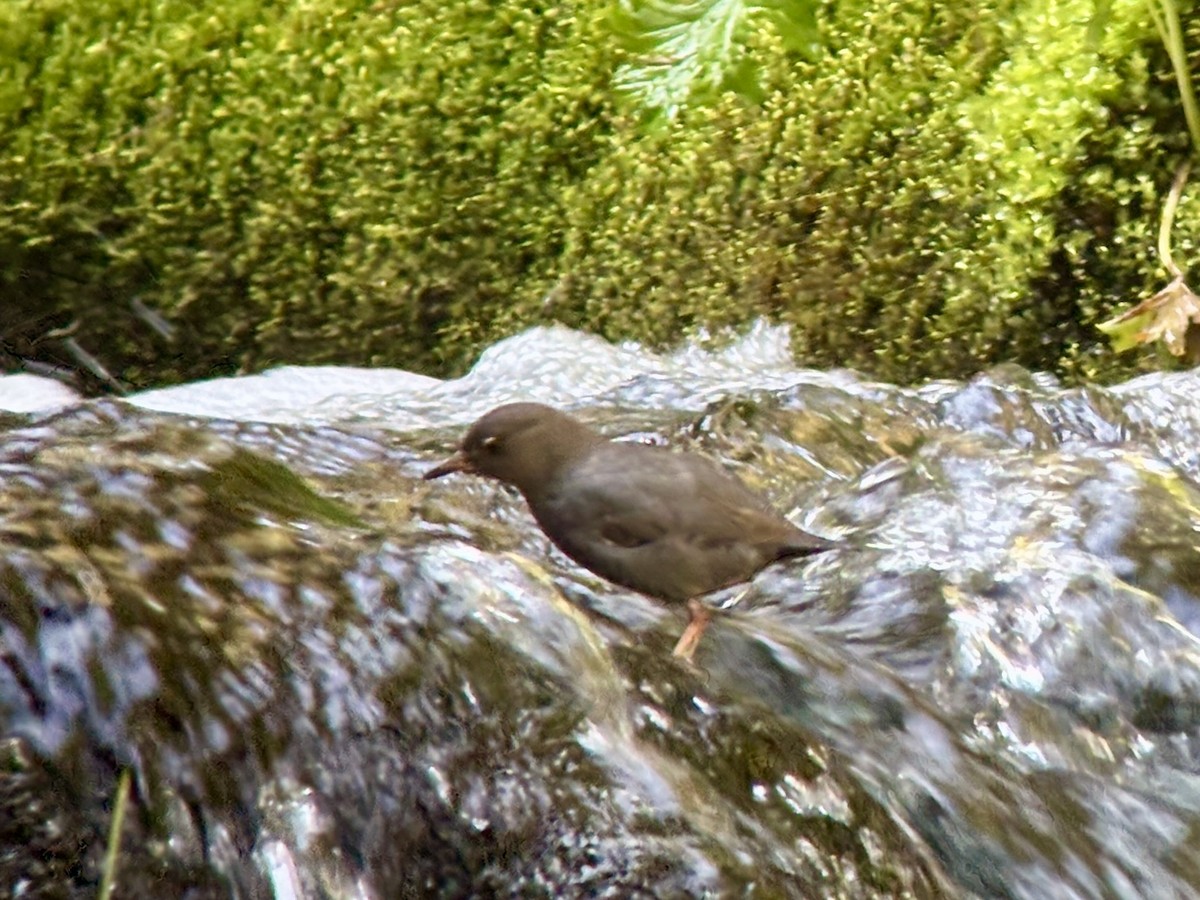 gråfossekall - ML639551211