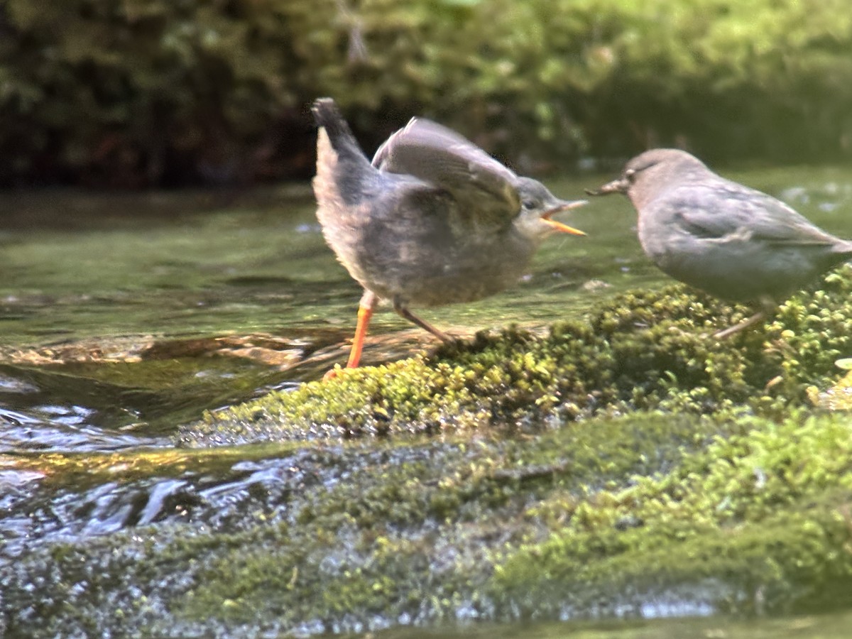 gråfossekall - ML639551212