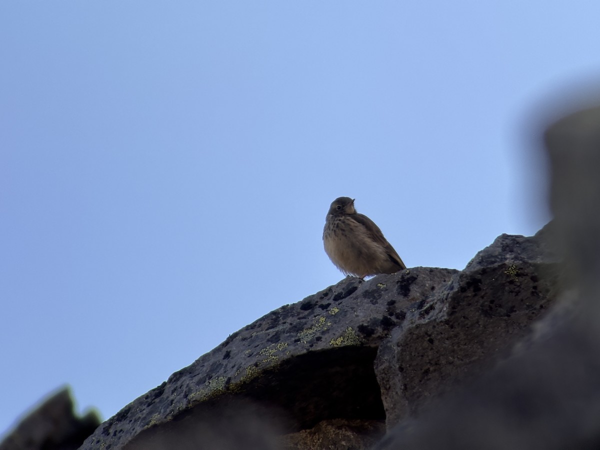 kanadapiplerke - ML639551223