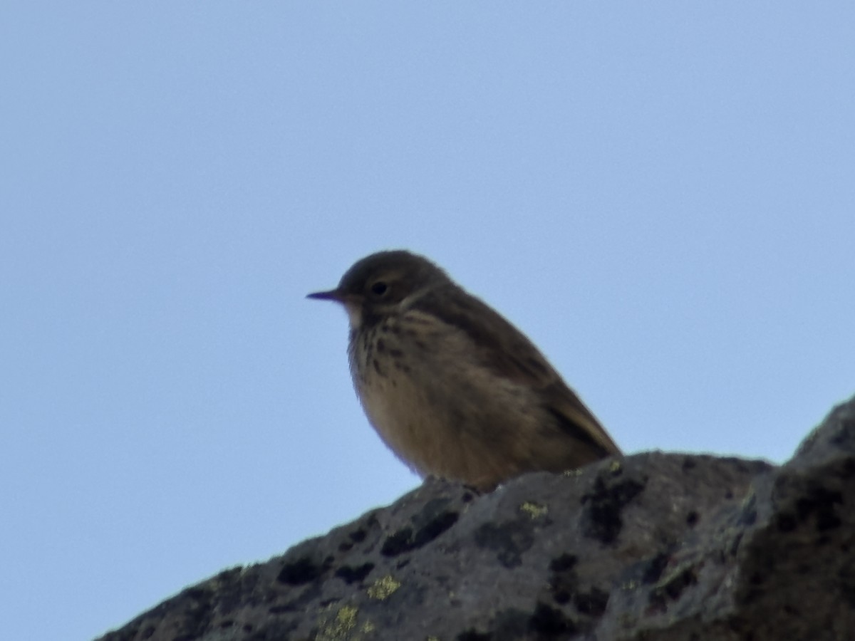 kanadapiplerke - ML639551224