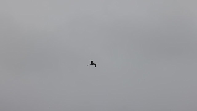 Lesser Frigatebird - ML639551233