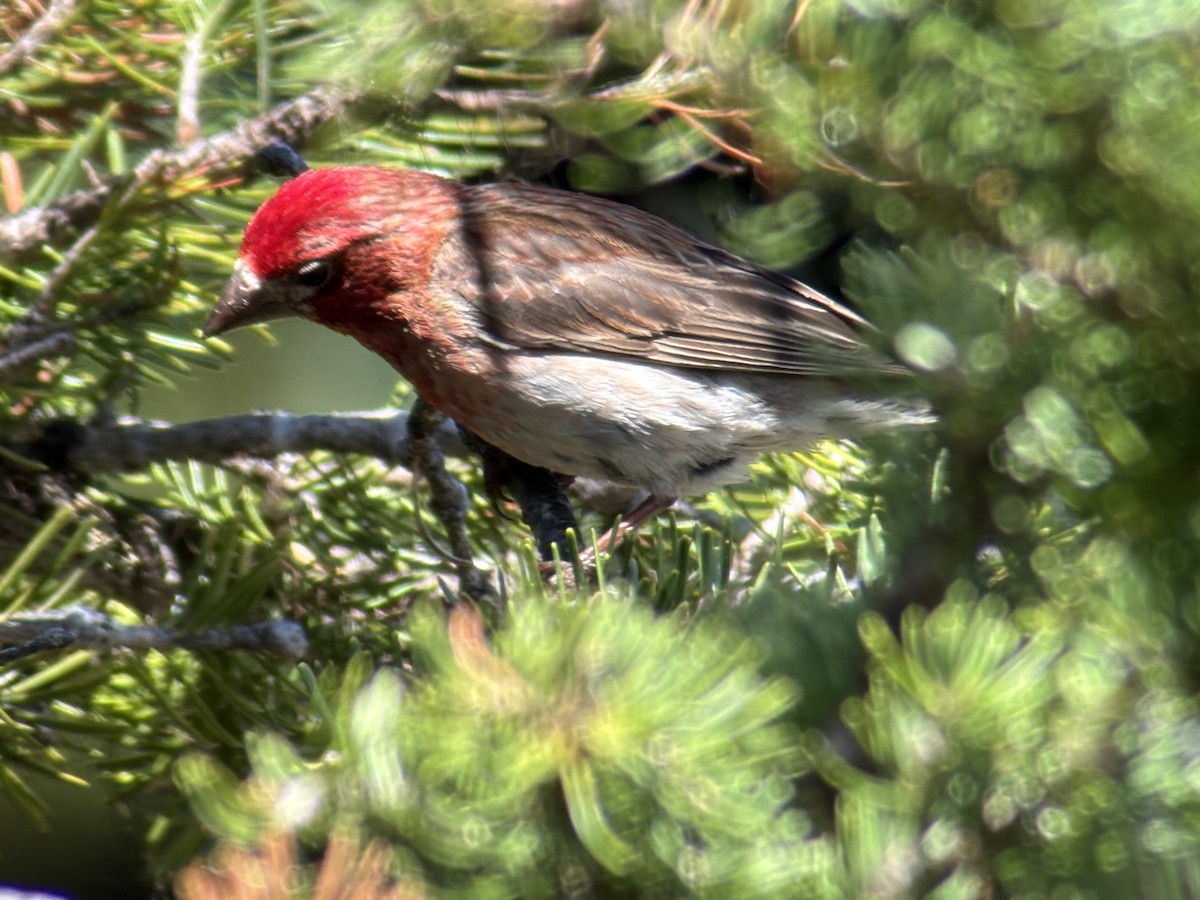 rødkronerosenfink - ML639551234