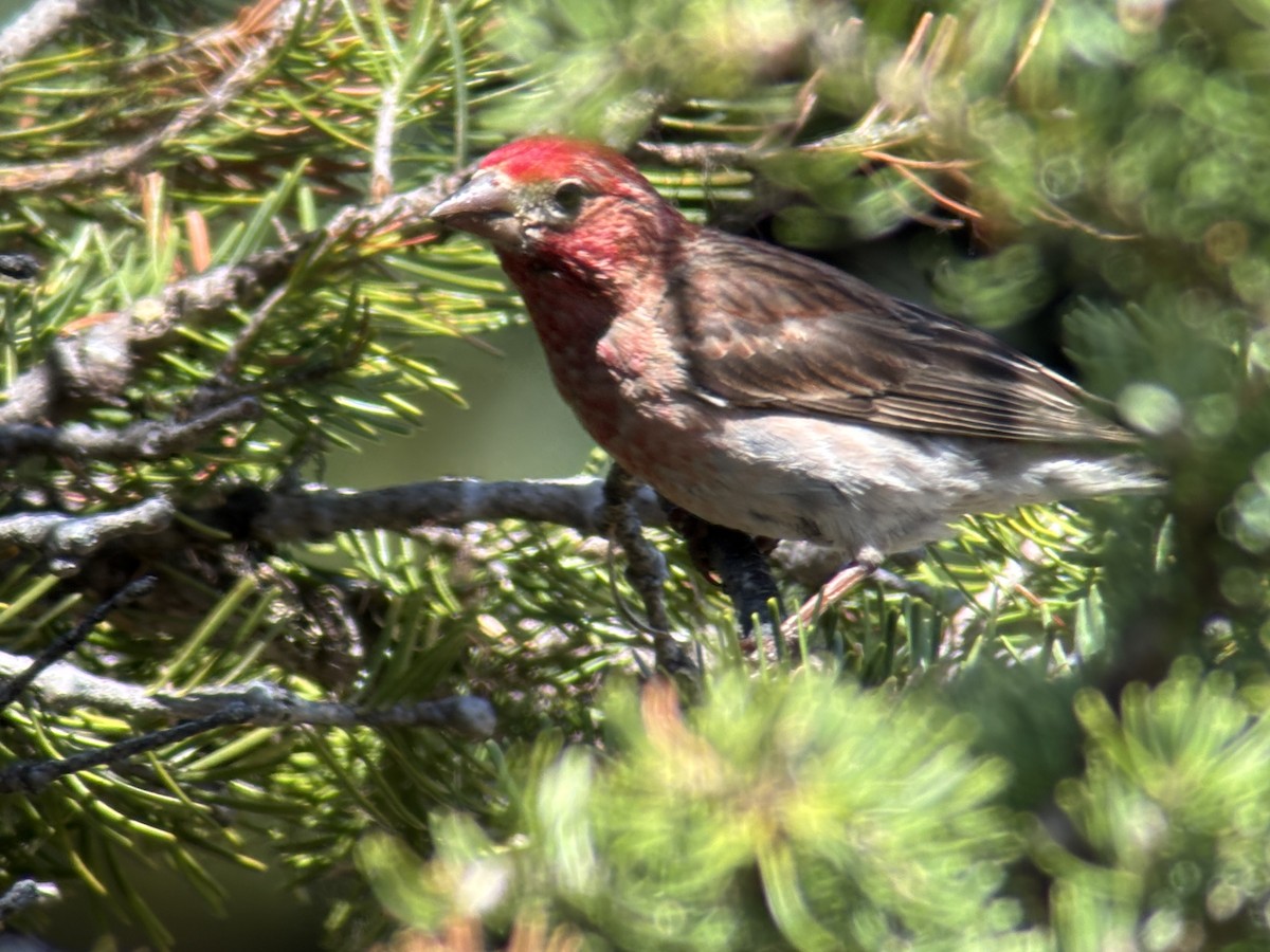 rødkronerosenfink - ML639551235