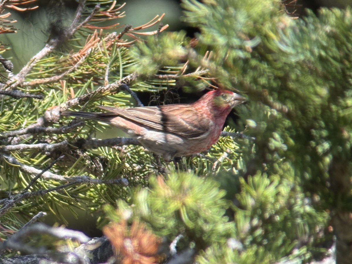 rødkronerosenfink - ML639551236