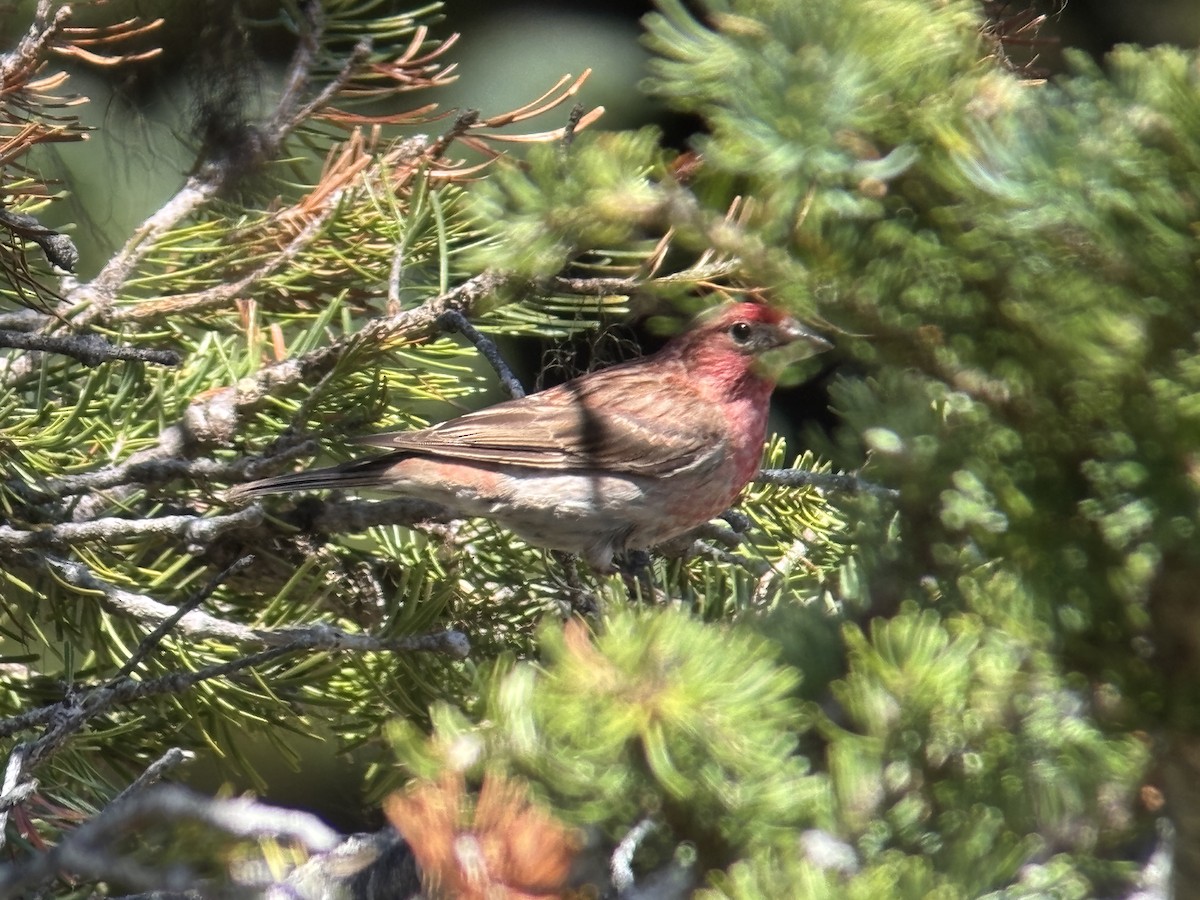 rødkronerosenfink - ML639551237