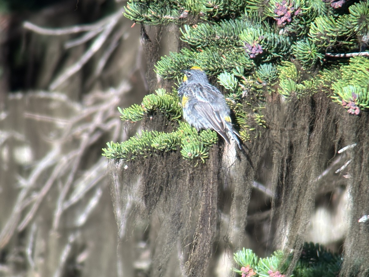 myrteparula - ML639551254