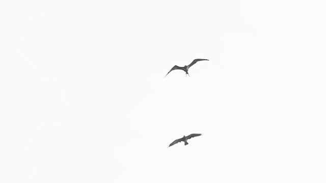 Lesser Frigatebird - ML639551266