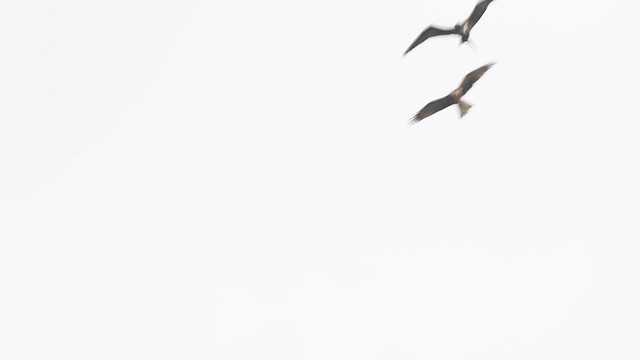 Lesser Frigatebird - ML639551294
