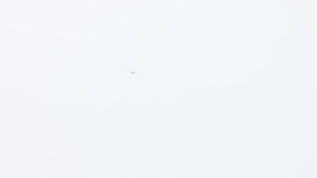 Lesser Frigatebird - ML639551319