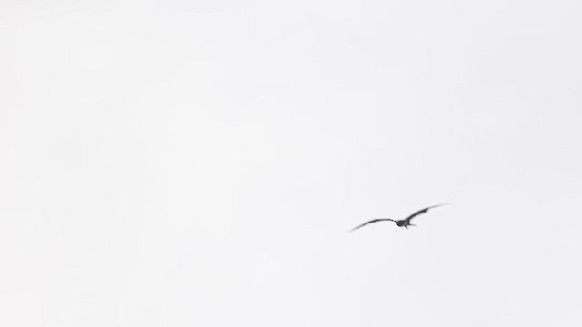 Lesser Frigatebird - ML639551343
