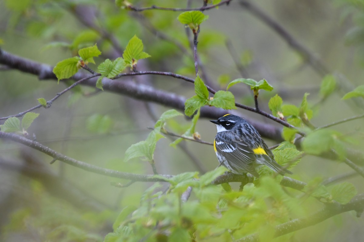 Yellow-rumped Warbler - ML639551424