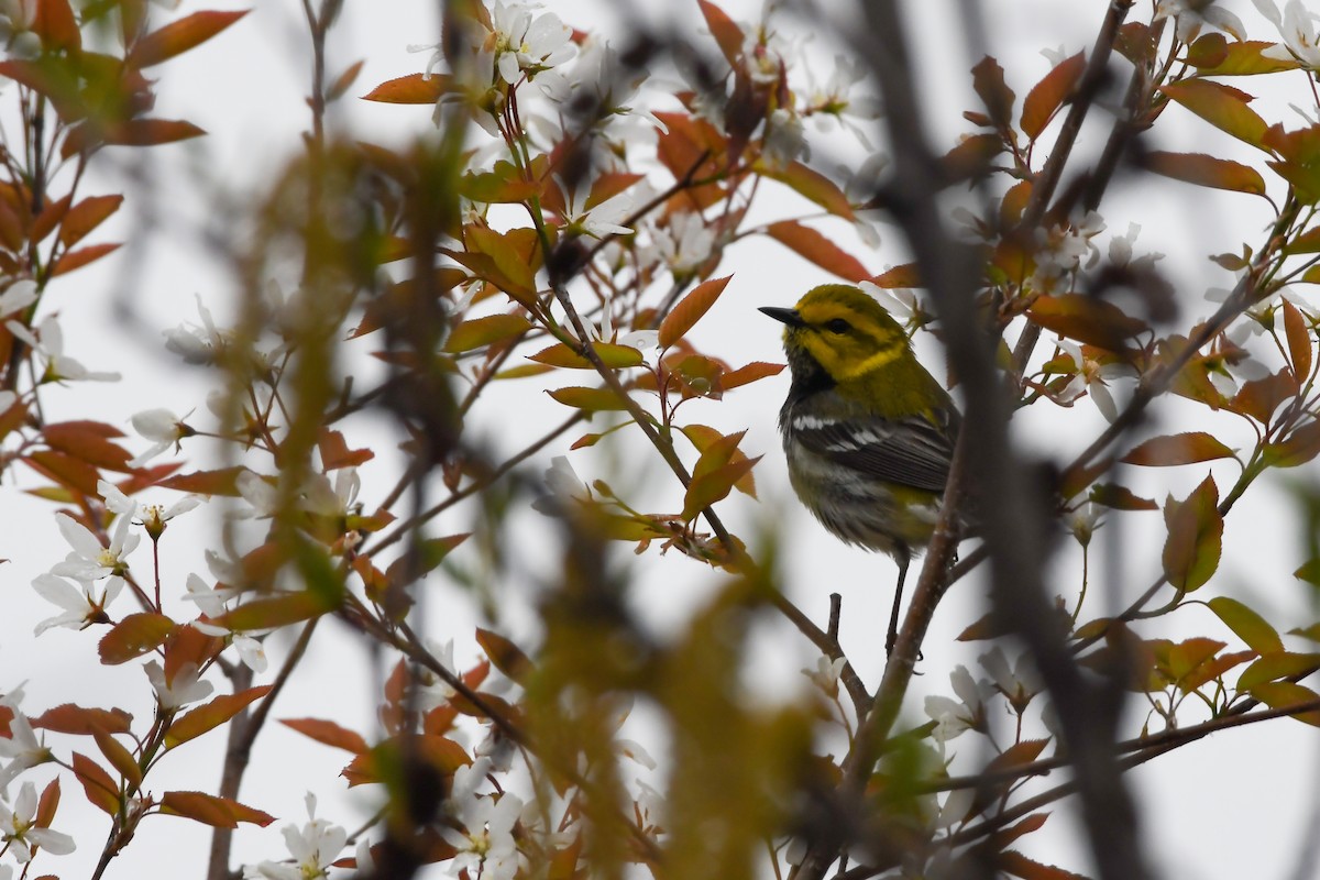 Black-throated Green Warbler - ML639551428