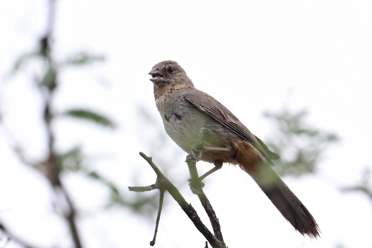 Canyon Towhee - ML639551484
