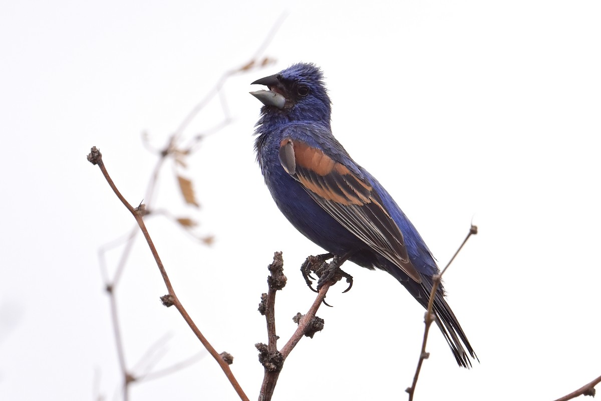 Blue Grosbeak - ML639551488