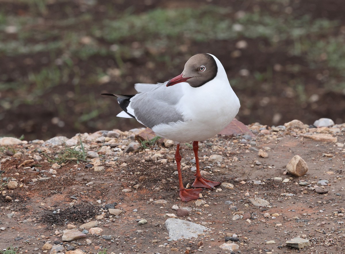 Brown-headed Gull - ML639551517