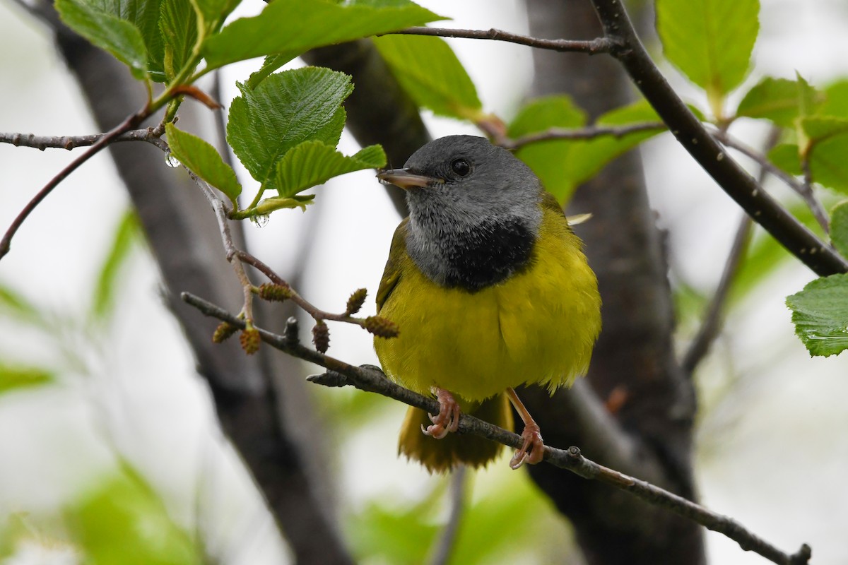 Mourning Warbler - ML639551531