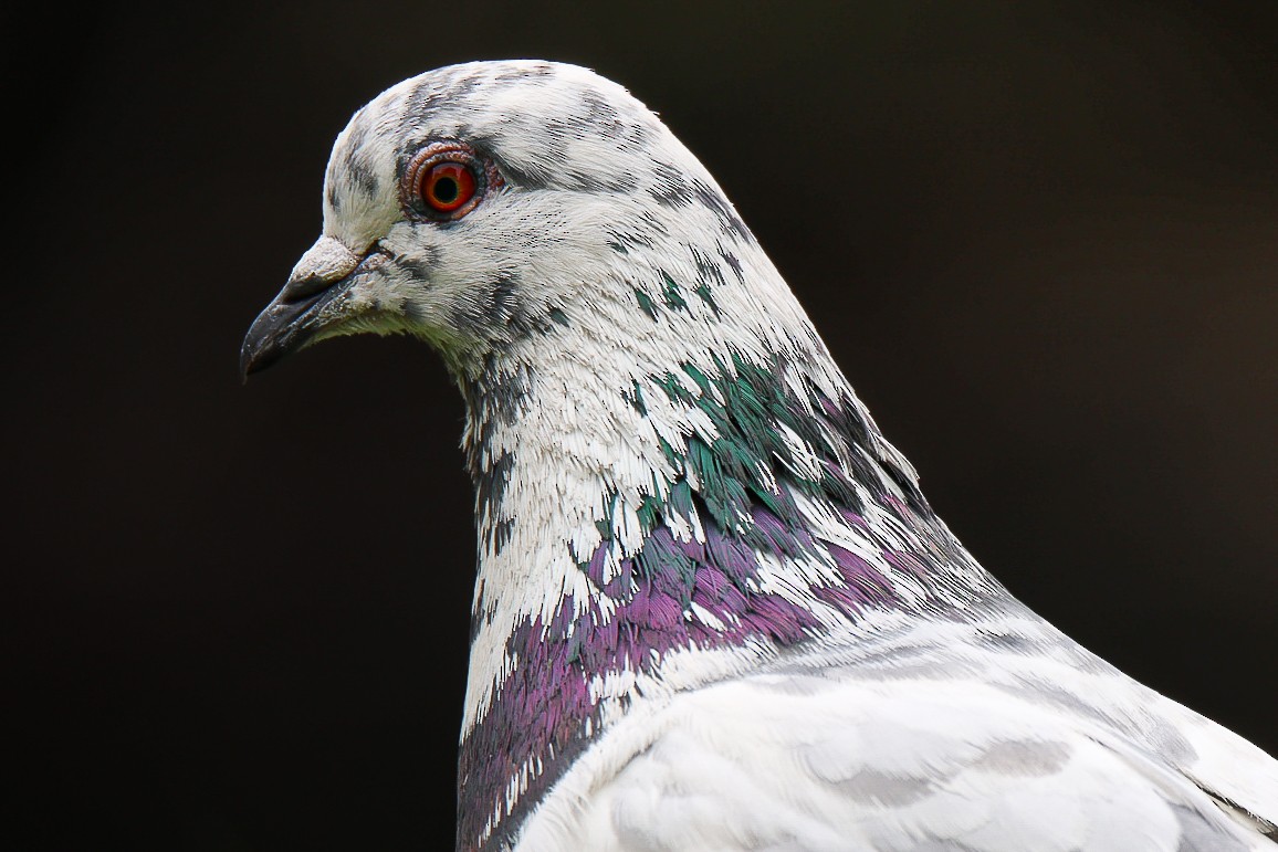 Rock Pigeon (Feral Pigeon) - ML639551533