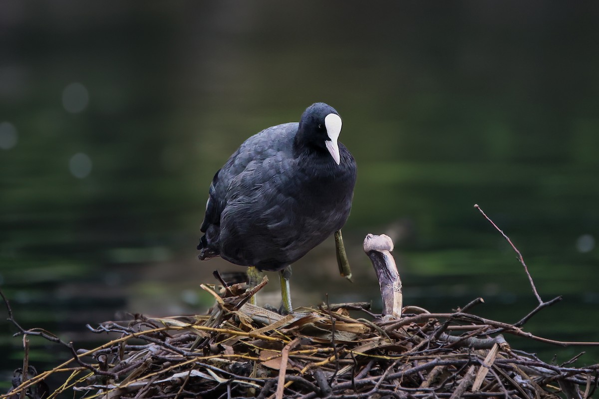 Eurasian Coot - ML639551541