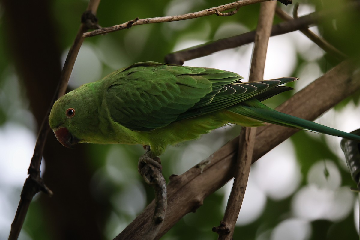 Rose-ringed Parakeet - ML639551548