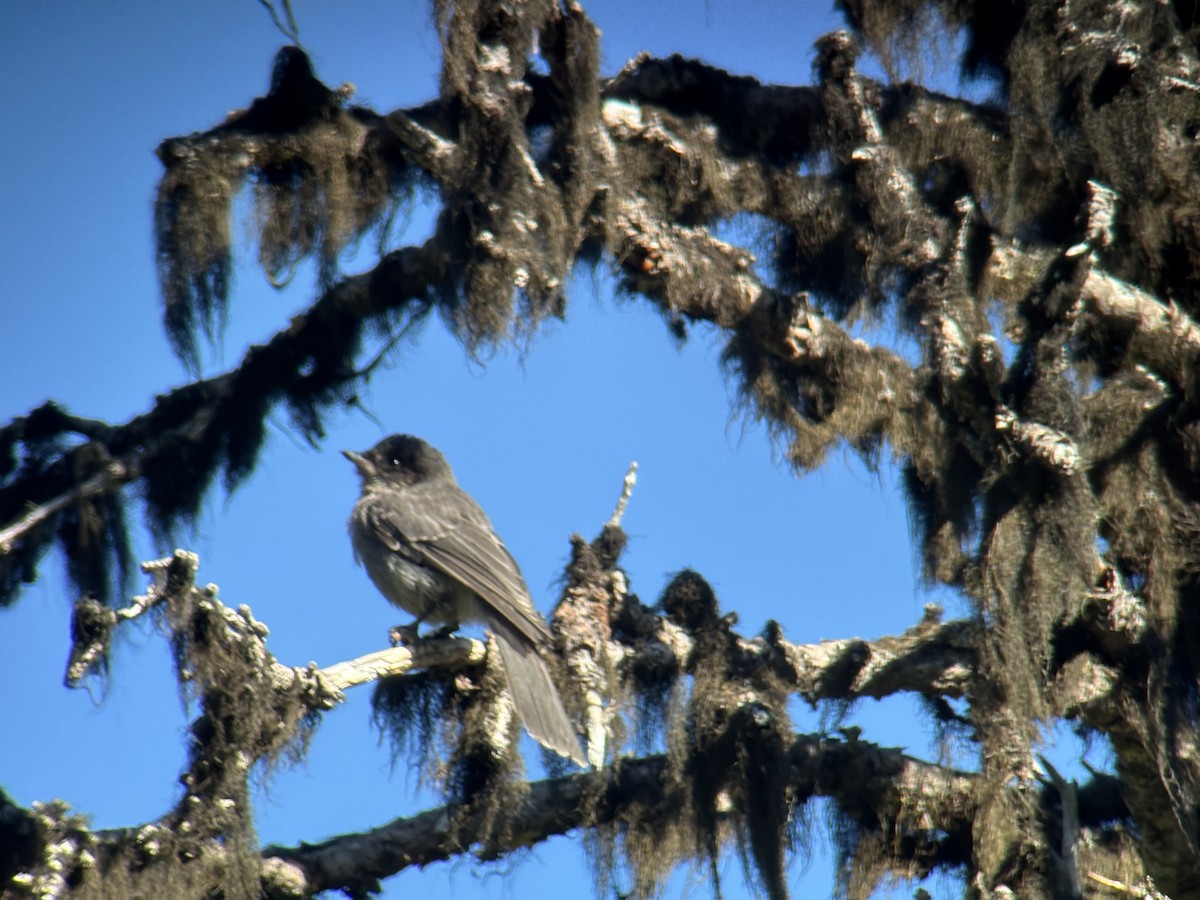 gråskrike (obscurus/griseus) - ML639551572