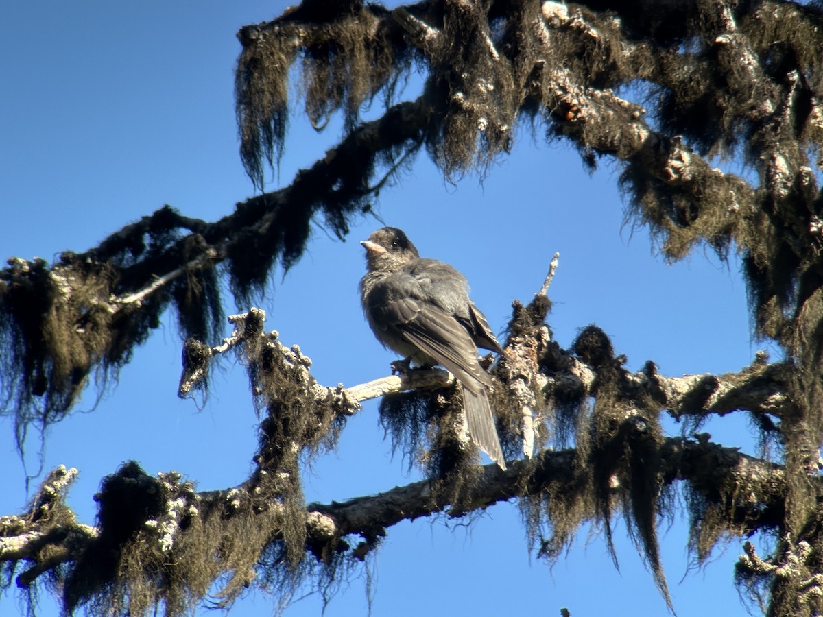 gråskrike (obscurus/griseus) - ML639551573