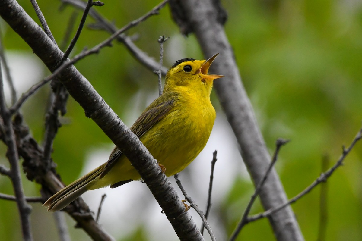 Wilson's Warbler - ML639551594