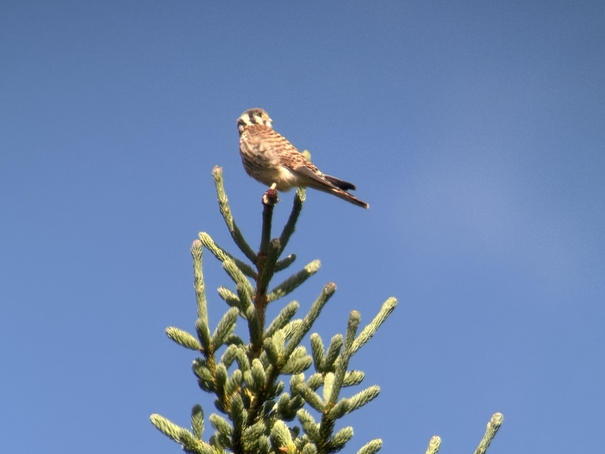 spurvefalk - ML639551623