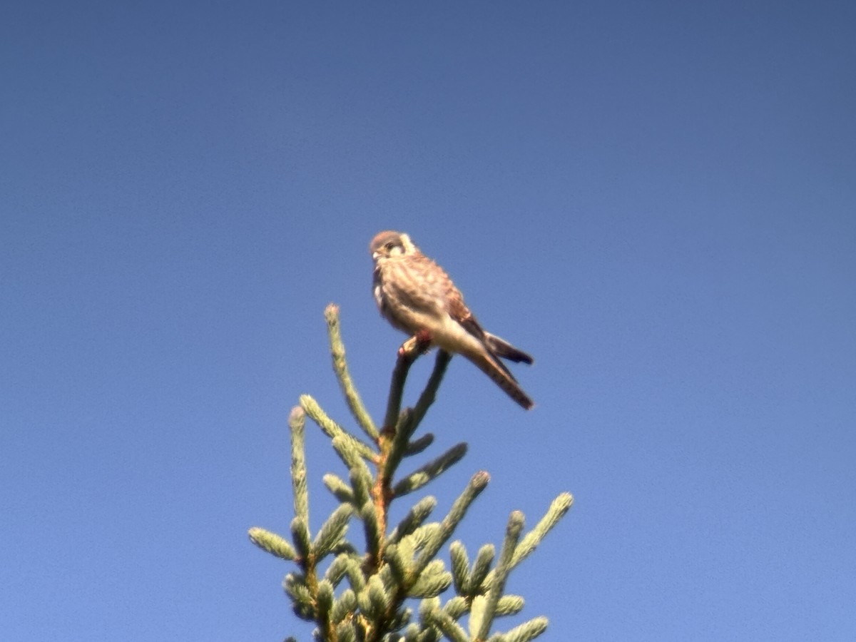 spurvefalk - ML639551624