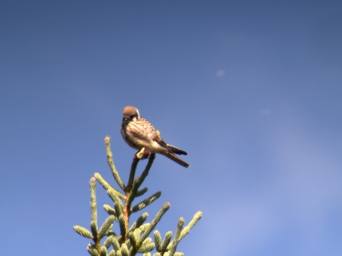 spurvefalk - ML639551625