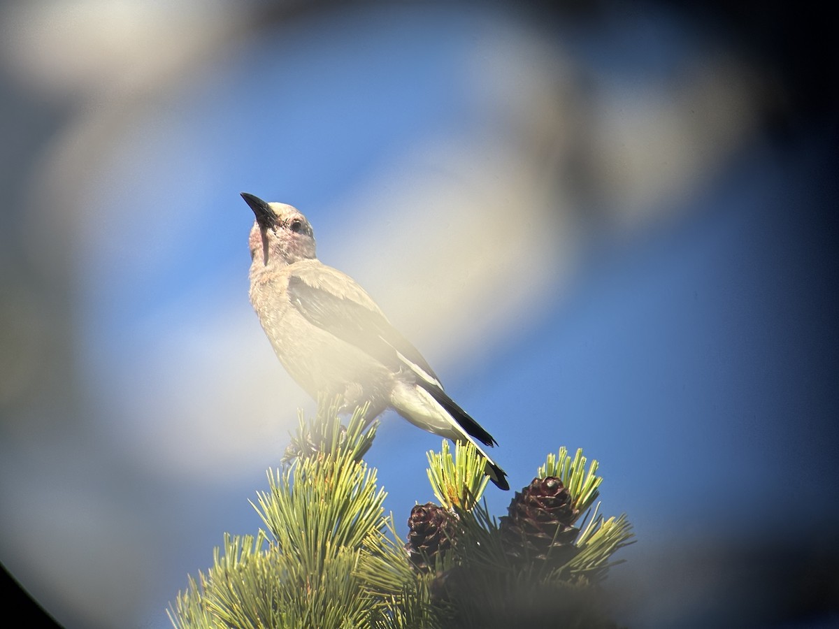 konglekråke - ML639551645