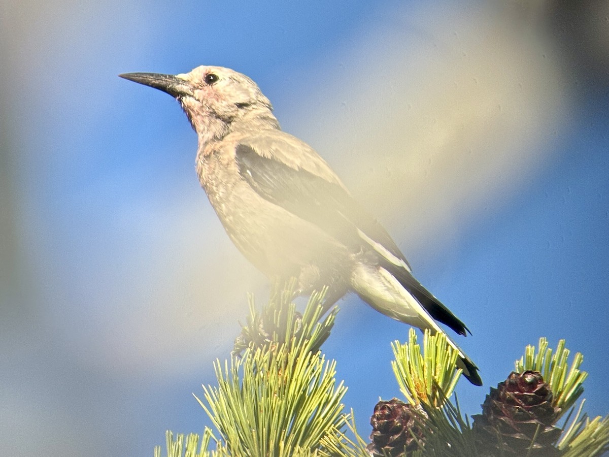 konglekråke - ML639551646