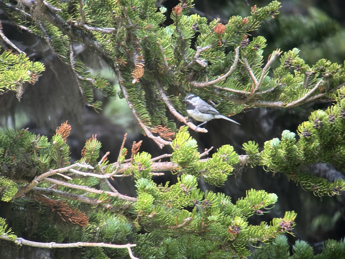 bergmeis - ML639551660