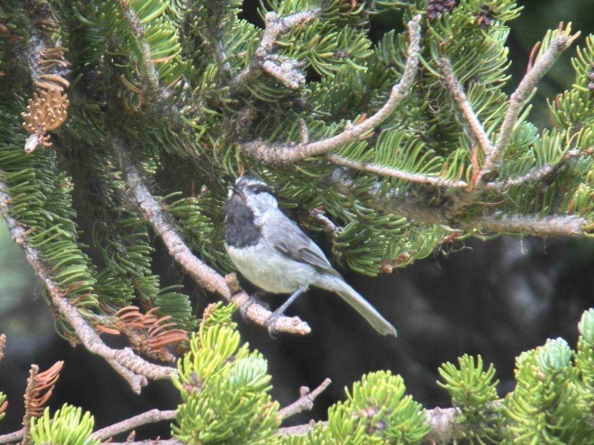 bergmeis - ML639551661