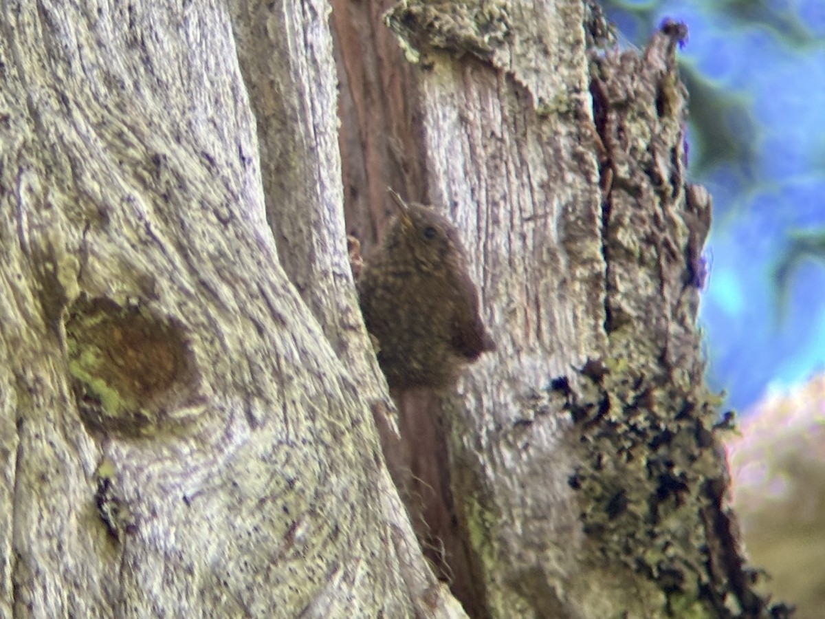 barsmett - ML639551672