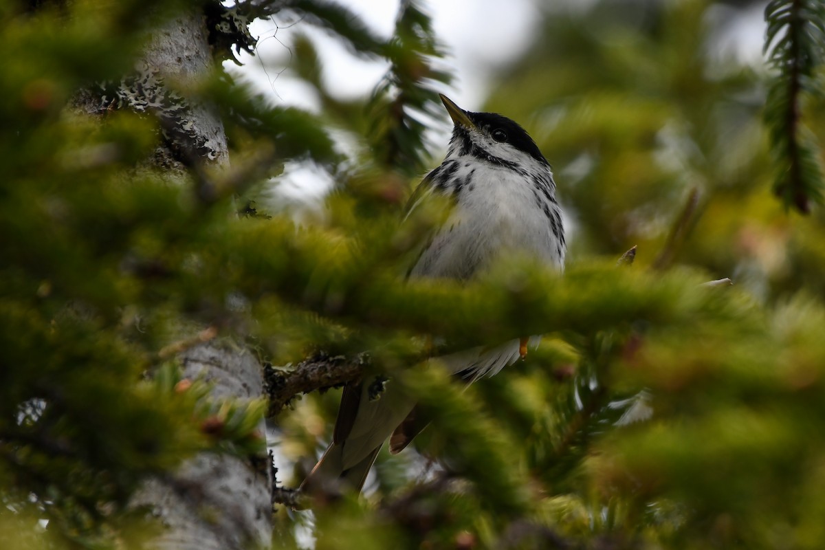 Blackpoll Warbler - ML639551820
