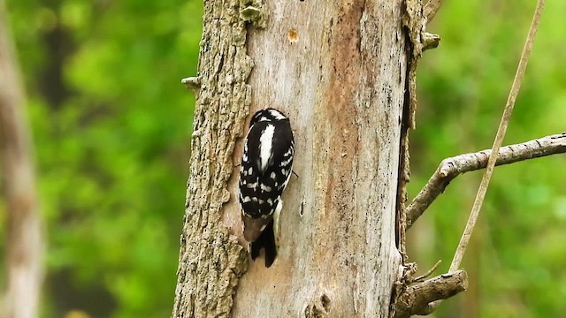 Downy Woodpecker - ML639551893