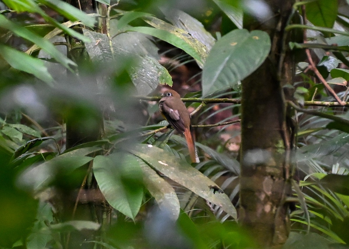 Northern Black-throated Trogon - ML639551894