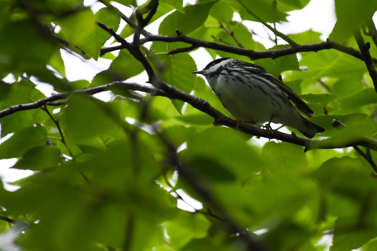 Blackpoll Warbler - ML639551910