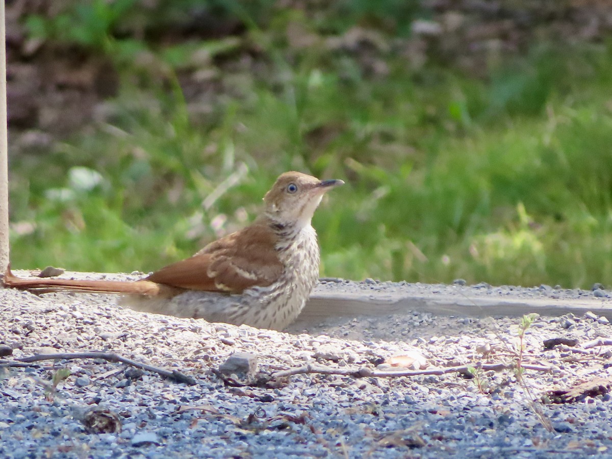 Brown Thrasher - ML639551969