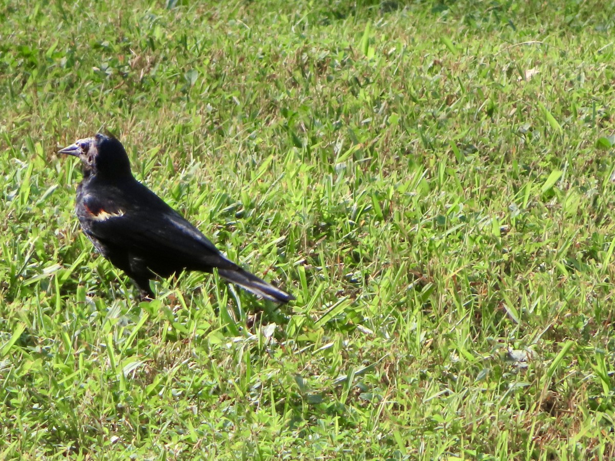 Red-winged Blackbird - ML639551984