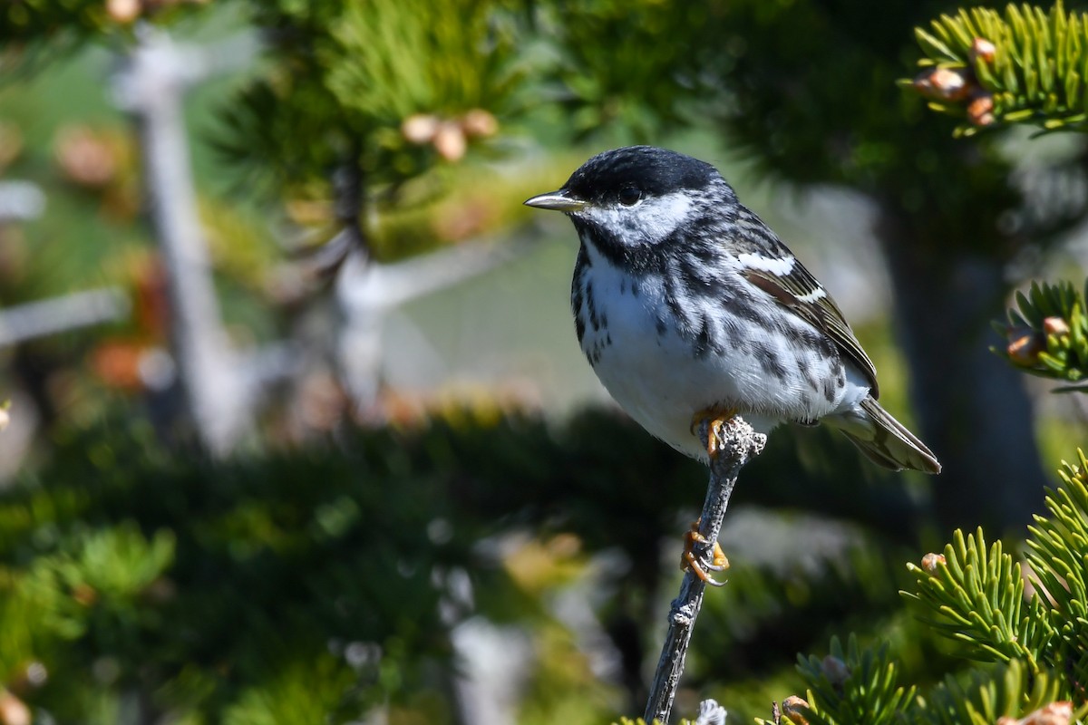 Blackpoll Warbler - ML639552008
