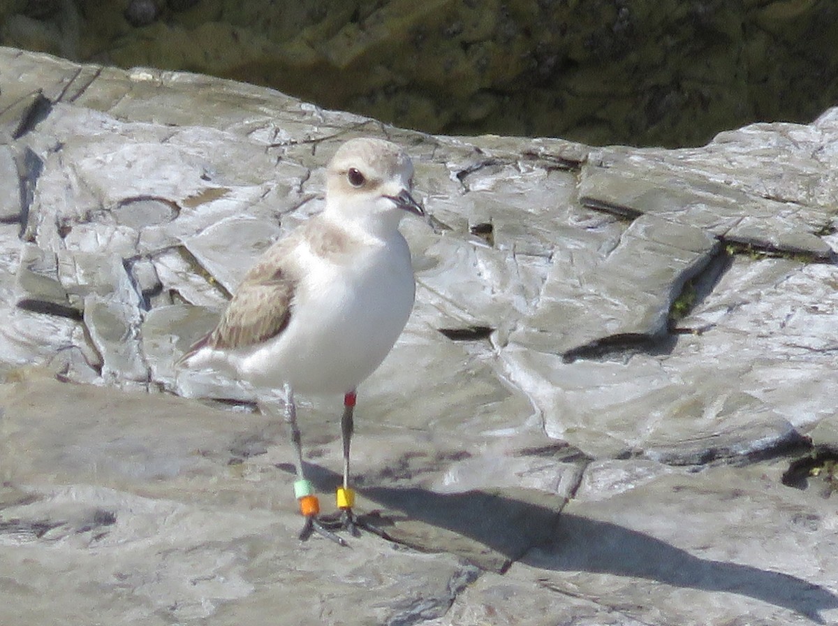 Kentish Plover - ML639552125
