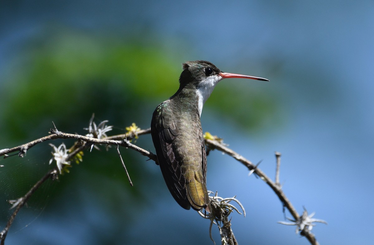 Green-fronted Hummingbird - ML639552140