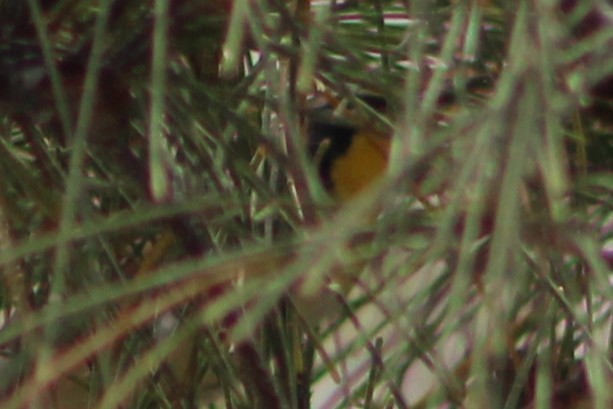 Bahama Warbler - ML639552187