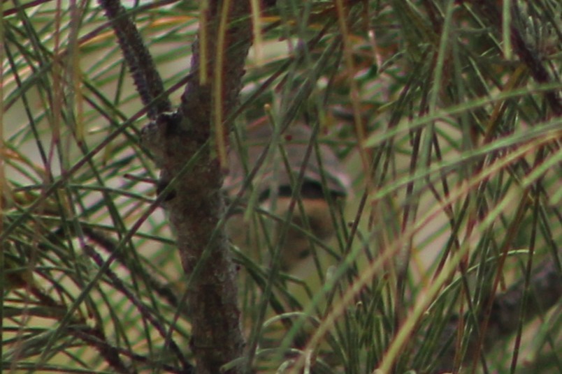 Bahama Warbler - ML639552188