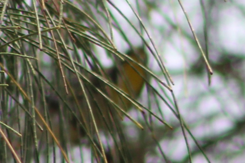 Bahama Warbler - ML639552190