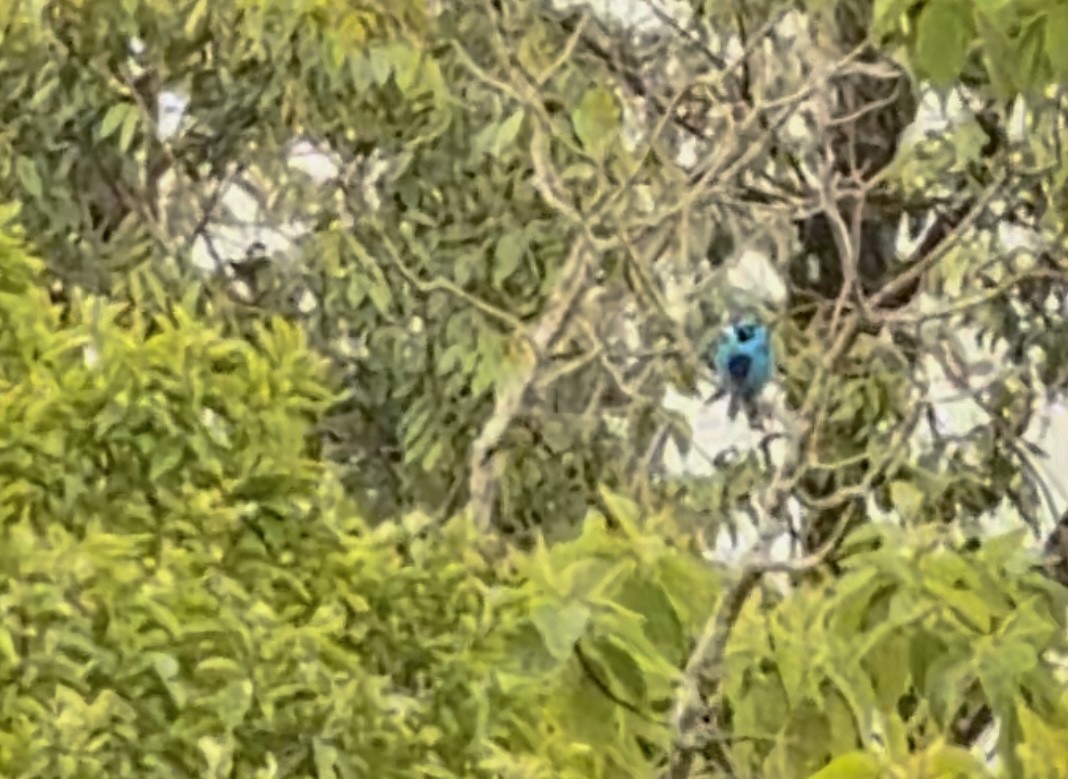 Turquoise Cotinga - ML639552207