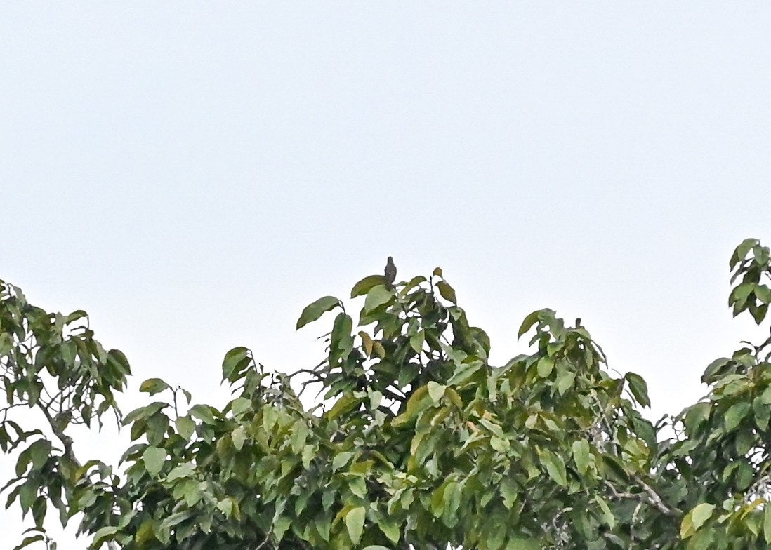 Turquoise Cotinga - ML639552208